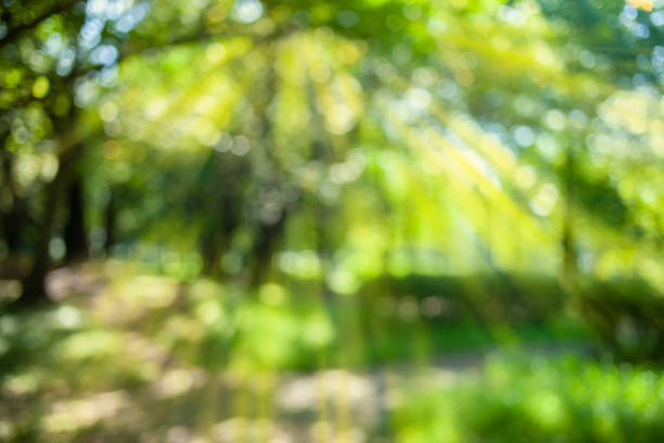 istock green nature blur bokeh background 1442892135
