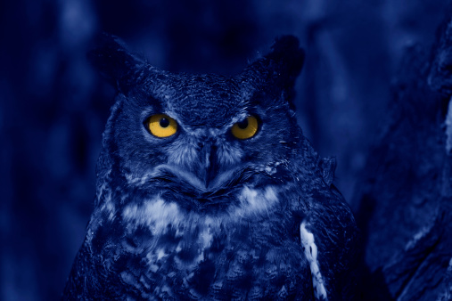 A great horned owl creatively photographed to resemble a night look.