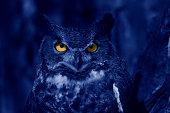 Watchful owl at night