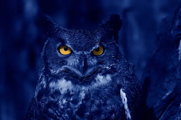 A great horned owl creatively photographed to resemble a night look.