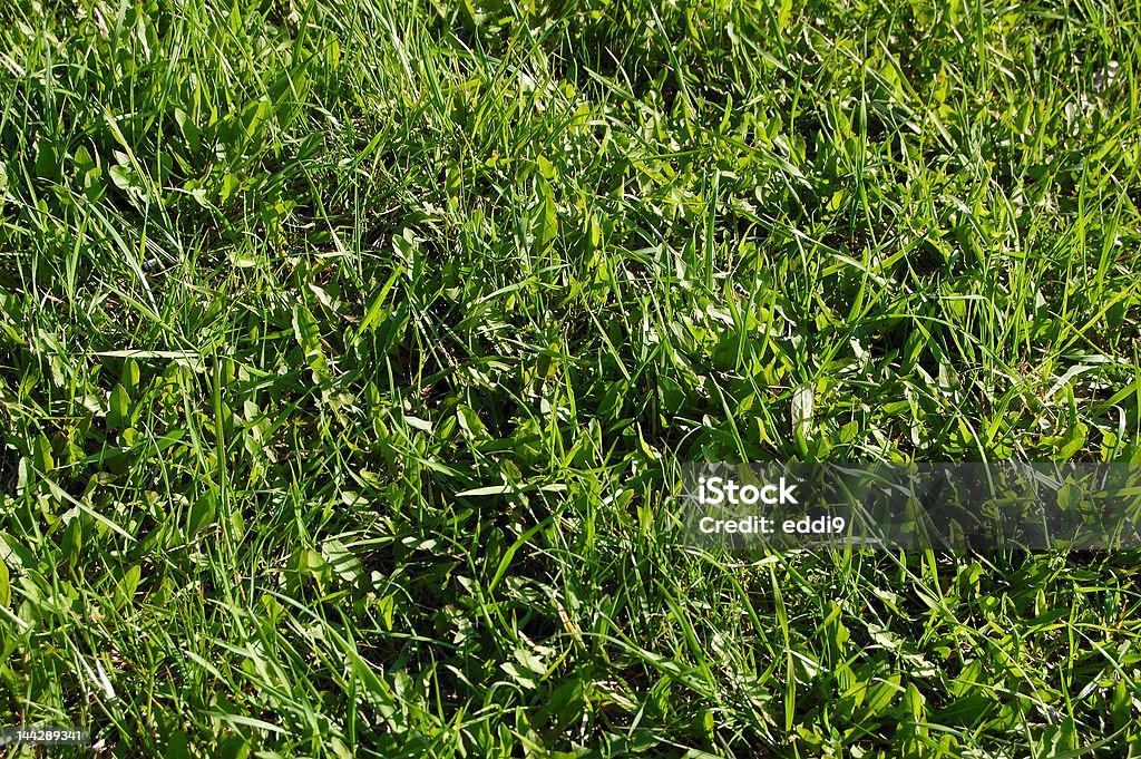 Zgnieciony zielonej trawie - Zbiór zdjęć royalty-free (Źdźbło trawy)