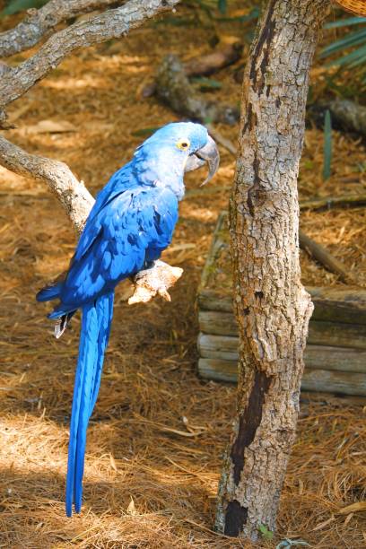 istock Blue Hyacinth Macaw in a Zoo 1442893954