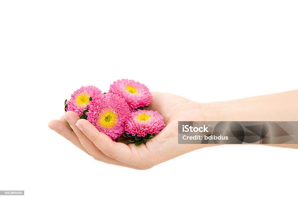 Hand hält eine Blumen - Lizenzfrei Baumblüte Stock-Foto