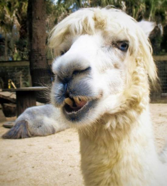 istock White Alpaca with a Toothy Grin 1442894256