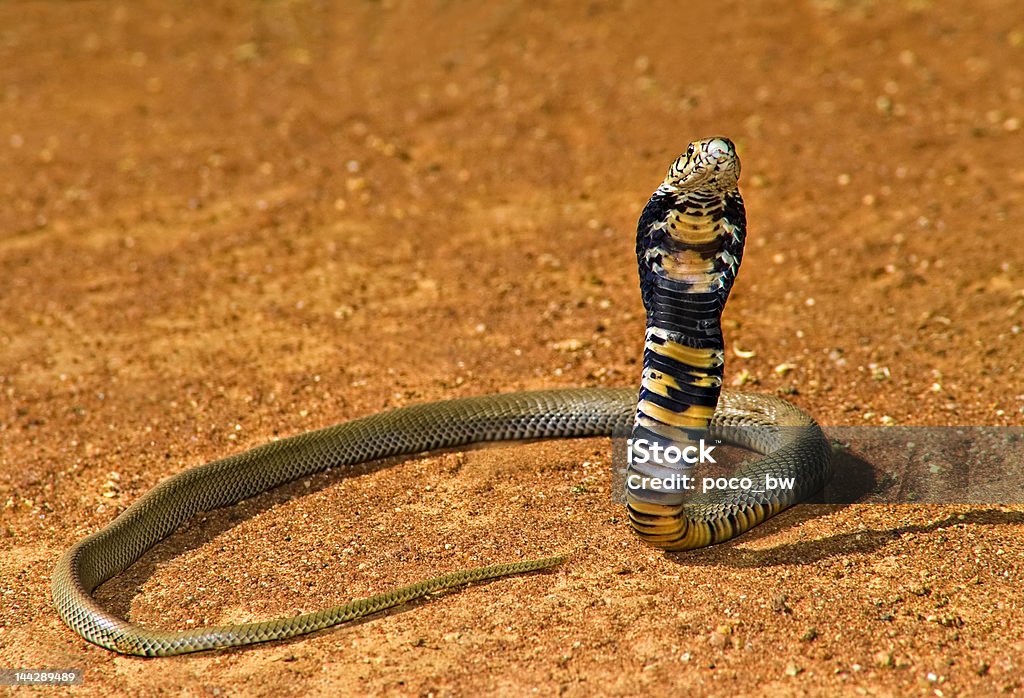 Cobra - Photo de Agression libre de droits