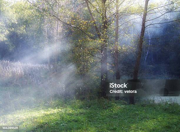 Foto de Raio De Sol e mais fotos de stock de Beleza natural - Natureza - Beleza natural - Natureza, Bosque - Floresta, Brilhante - Luminosidade