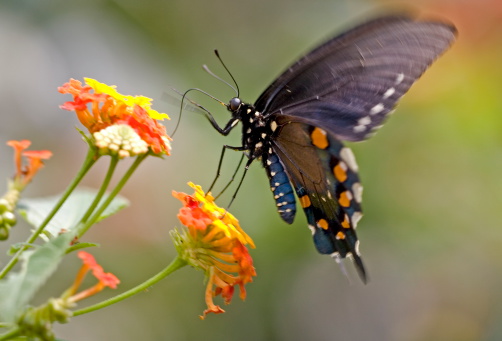 A Western Tiger Swallowtail Butterfly -  Papilio Rutulus - feeding on wild blackberry flowers.