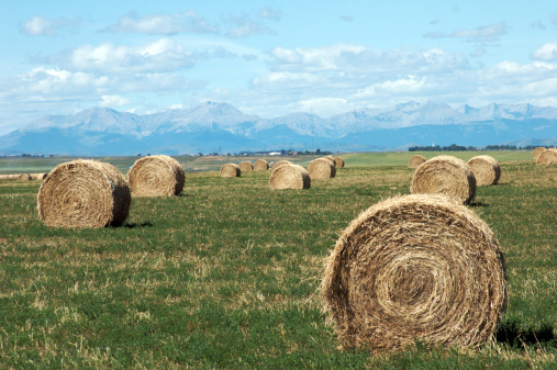 Hay bales fade into the distance with the rocky mountains in the background