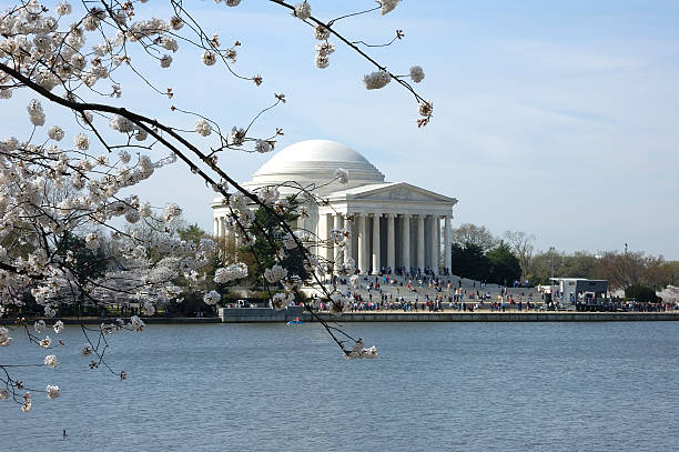 Cherry Blossoms stock photo