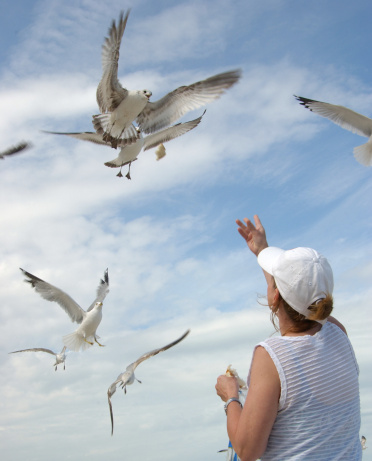 Woman feeds seagulls on the beach