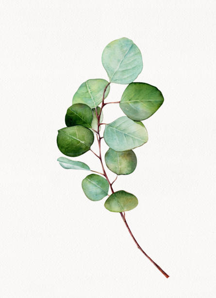 Watercolor Eucalyptus branch illustrations, Watercolor eucalyptus with white background