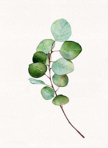 Eucalyptus watercolor, Greenery clipart, Foliage, Green leaves, Modern wedding floral invite card, Eucalyptus leaf