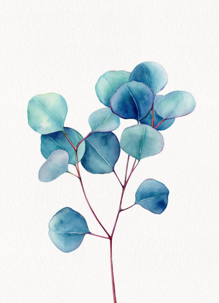 istock Watercolor Eucalyptus, Eucalyptus leaves, Eucalyptus branches, Wedding greenery  eucalyptus 1442896655