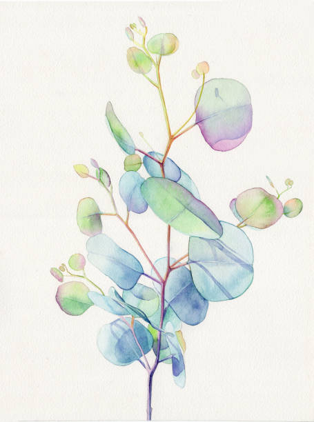 istock Watercolor Eucalyptus, Eucalyptus leaves, Eucalyptus branches, 1442896671