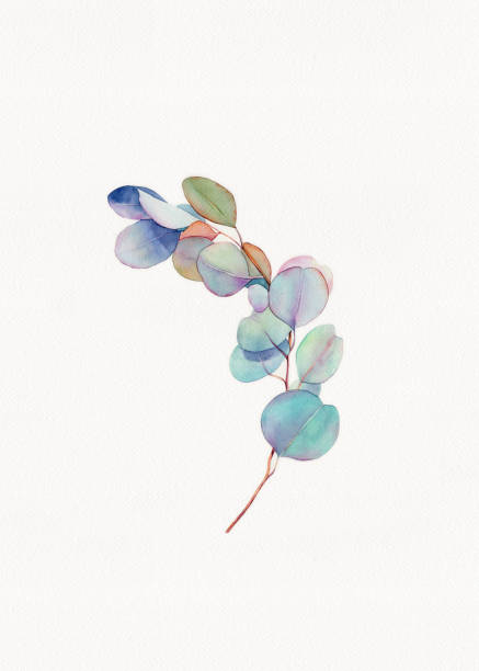 istock Watercolor Eucalyptus, Eucalyptus leaves, Eucalyptus branches, 1442896680