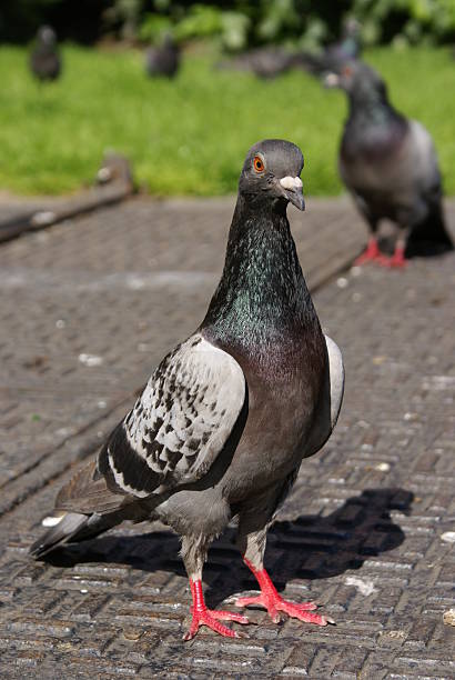 istock pigeon on the pavement 144289681