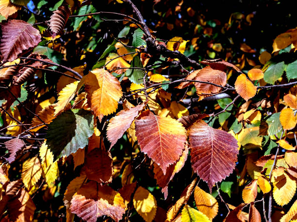 istock picturesque bright colorful autumn leaves on tree branches 1442897446