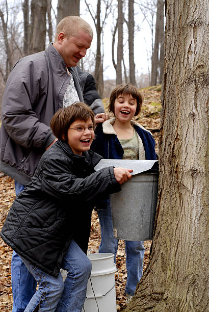 maple sugaring famille - galvanized bucket photos et images de collection