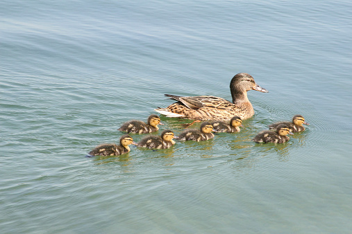 The wild duck with seven small fluffy ducklings swiming in a pond in spring