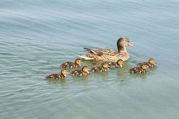 Photo of Duck with ducklings