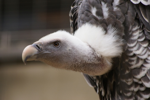 vulture looking like bad guy                   