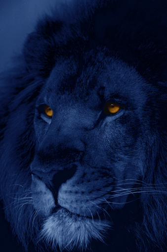 Close-up portrait of lion at night with glowing eyes