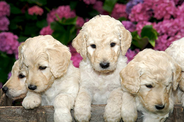 istock Adorable Golden Labradoodle Puppies 144290138