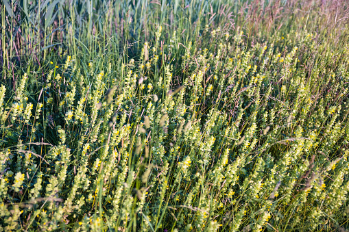 A closeup of wild flowering plants, yellow rattles, and agrimonies