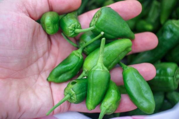 istock little green peppers in my hand 1442902111