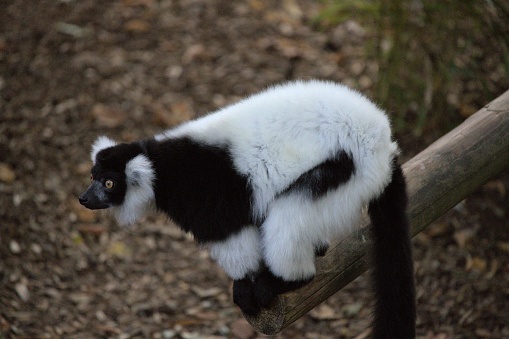 A black and white ruffled lemur