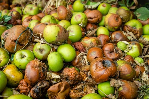 istock large pile of wind fall apples 1442902591