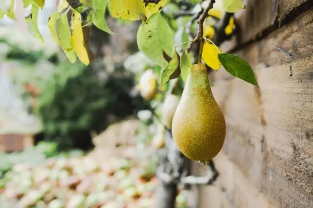 ripe pear fruits growing on the tree in the autumn ready for picking