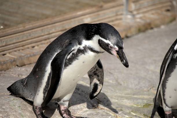 istock Penguin at Colchester zoo. 1442902668