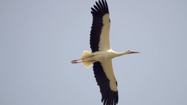 Majestic stork with black and white wings soaring through a cloudless pale gray-blue sky