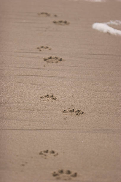 Paw Prints Paw prints in the sand ocean beach papua new guinea stock pictures, royalty-free photos & images