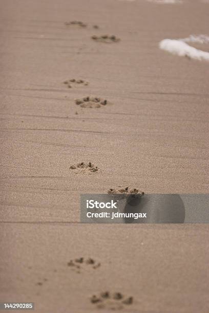 Łapa Drukuje - zdjęcia stockowe i więcej obrazów Część ciała zwierzęcia - Część ciała zwierzęcia, Fotografika, Ocean Beach - Papua-Nowa Gwinea