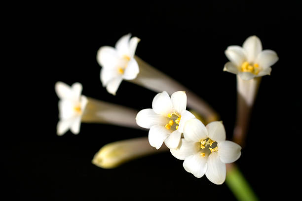 A South African native flower. Naturally occurring in Natal province.