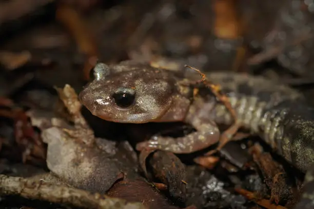 Closeup of an adult Clouded salamander, Aneides vagrans on the forrest floor in North California