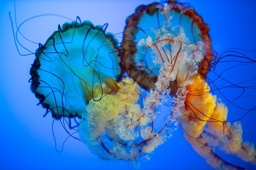 A selective focus shot of colorful jellyfishes in an aquarium