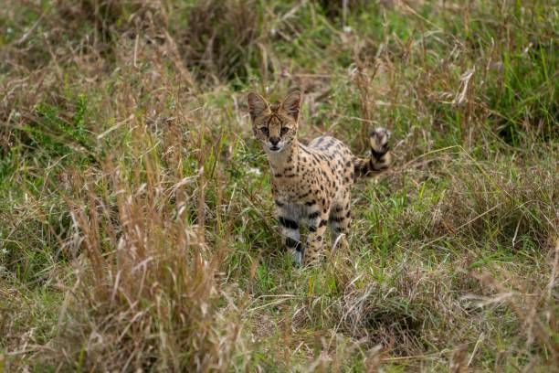 istock Serval in a green meadow looking at the camera. 1442903748