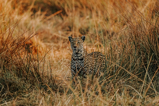 A view of a leopard in its habitat on safari in Okavanga, Delta, Botswana