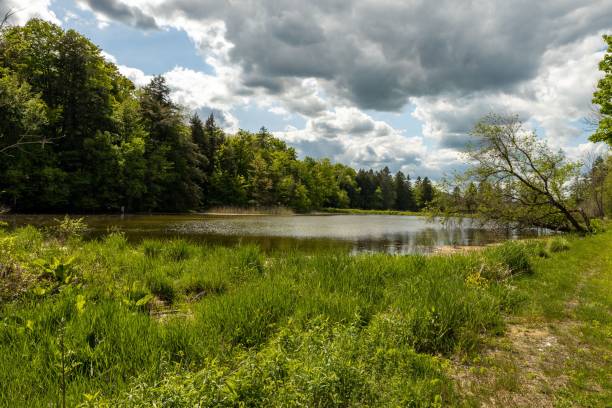 istock Beautiful landscape with a lake in a forest under a cloudy sky 1442904206
