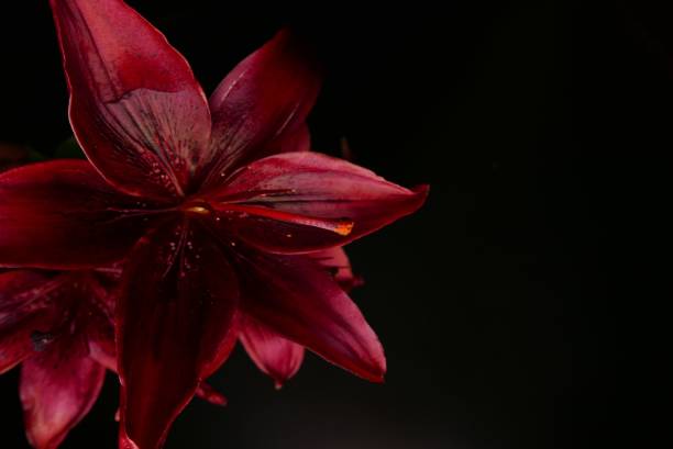 black velvet tiger lily blooming in the dark place