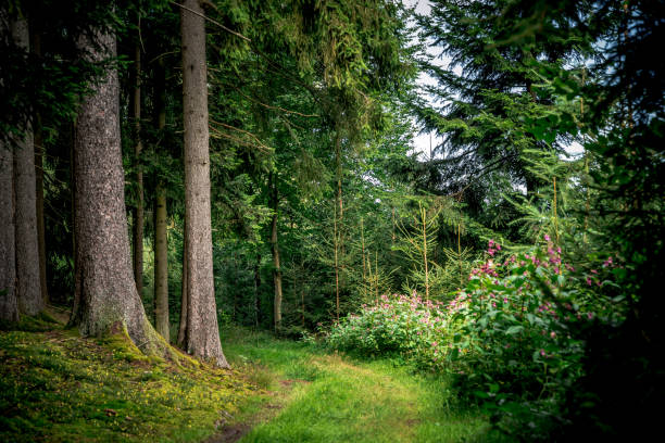 istock Path surrounded by tall pine trees and plants in Bavarian Forest 1442904896