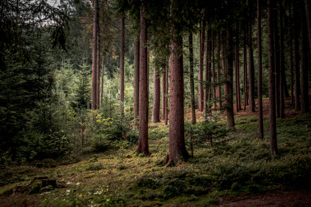 istock Tall trees and plants in the Bavarian Forest 1442904905