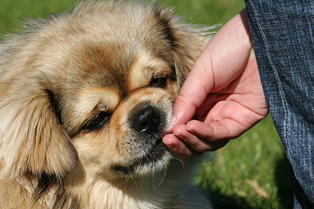 istock Give the dog a treat 144290492