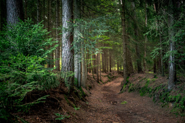 istock Path surrounded by tall trees and plants in Bavarian Forest 1442904921