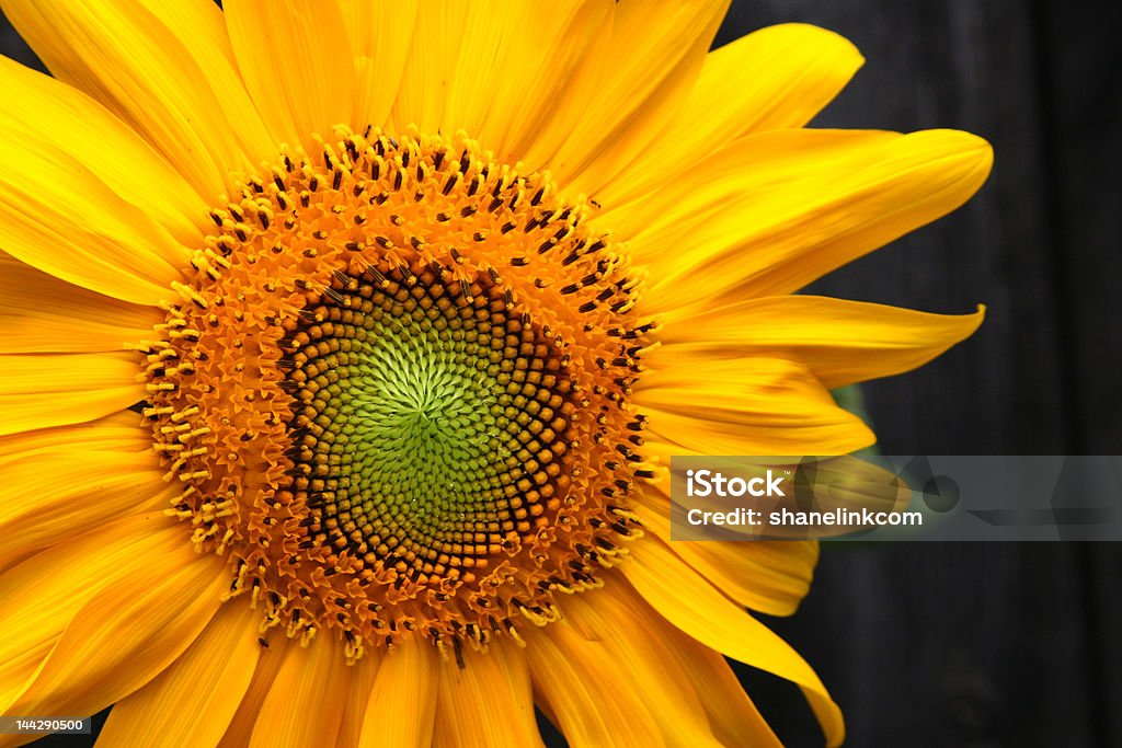 Girasole Close-up - Foto stock royalty-free di Agricoltura