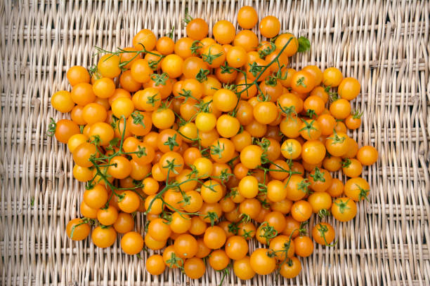 istock Ripe orange Tumbling Tom tomatoes 1442905179