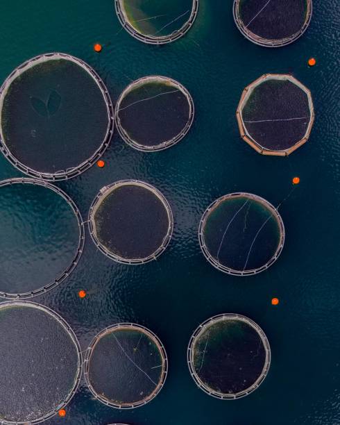 istock Top view of fish farm with floating circle cages 1442905201